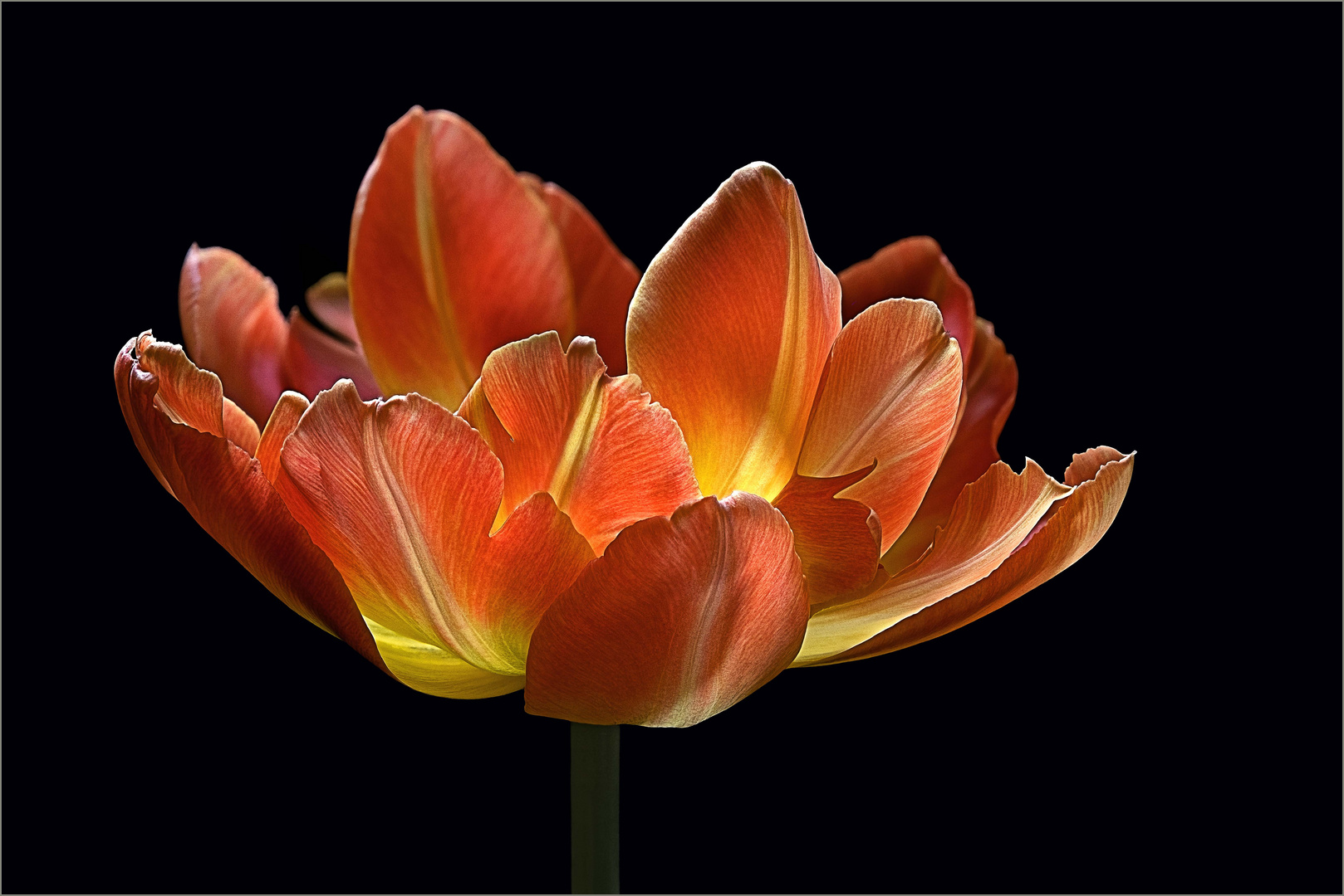 Was wäre der Frühling ohne schöne Tulpen ?  - ( Stacking Bild ) 