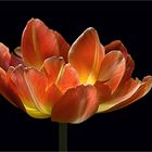 Was wäre der Frühling ohne schöne Tulpen ?  - ( Stacking Bild ) 