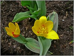 Was wäre der Frühling ohne Tulpen