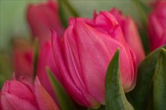 Was wäre  der Frühling ohne Tulpen...