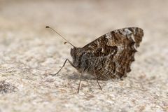 Was wäre der Sommer ohne ihn? Rostbinde