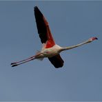 Was wäre die Camargue ohne den Flamingo? ...