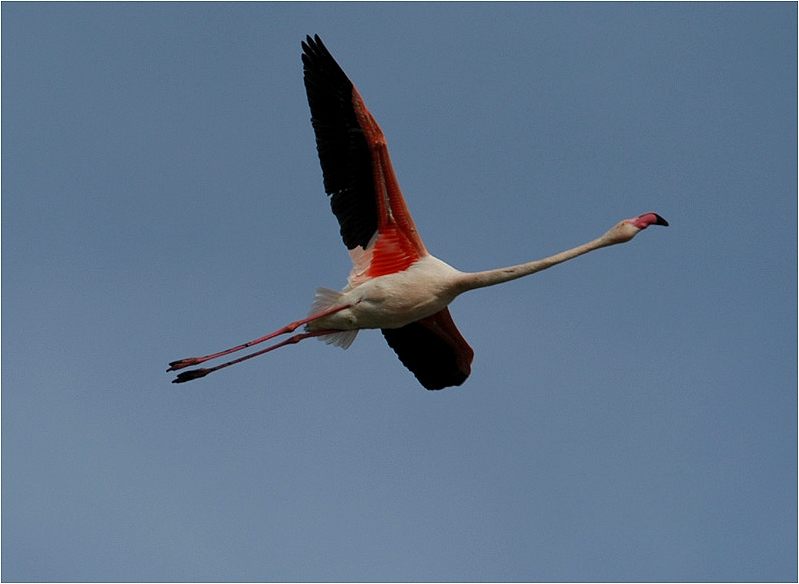 Was wäre die Camargue ohne den Flamingo? ...