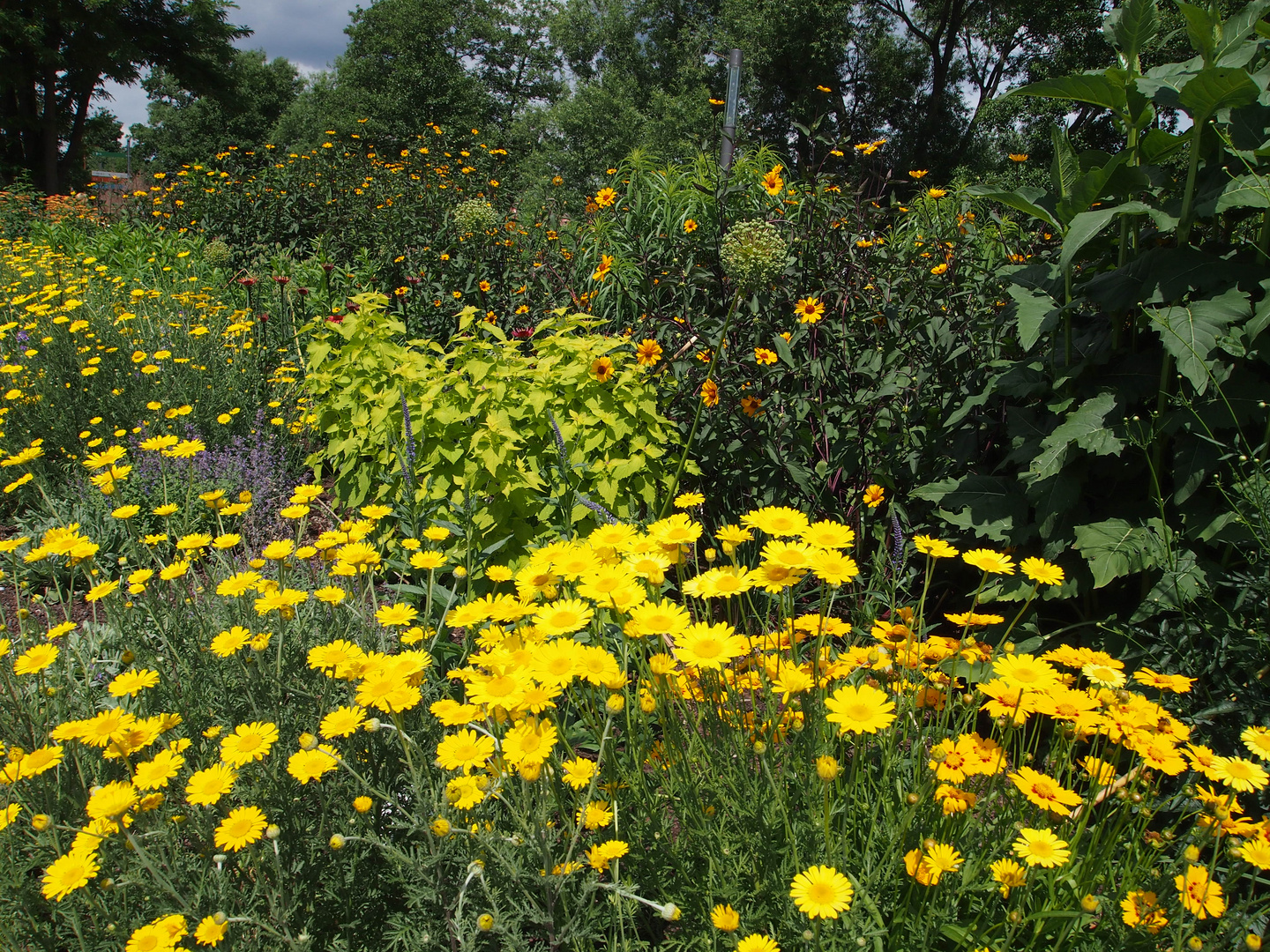 was wäre ein Sommer ohne gelb in der Natur?