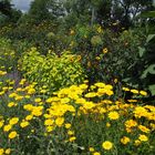 was wäre ein Sommer ohne gelb in der Natur?