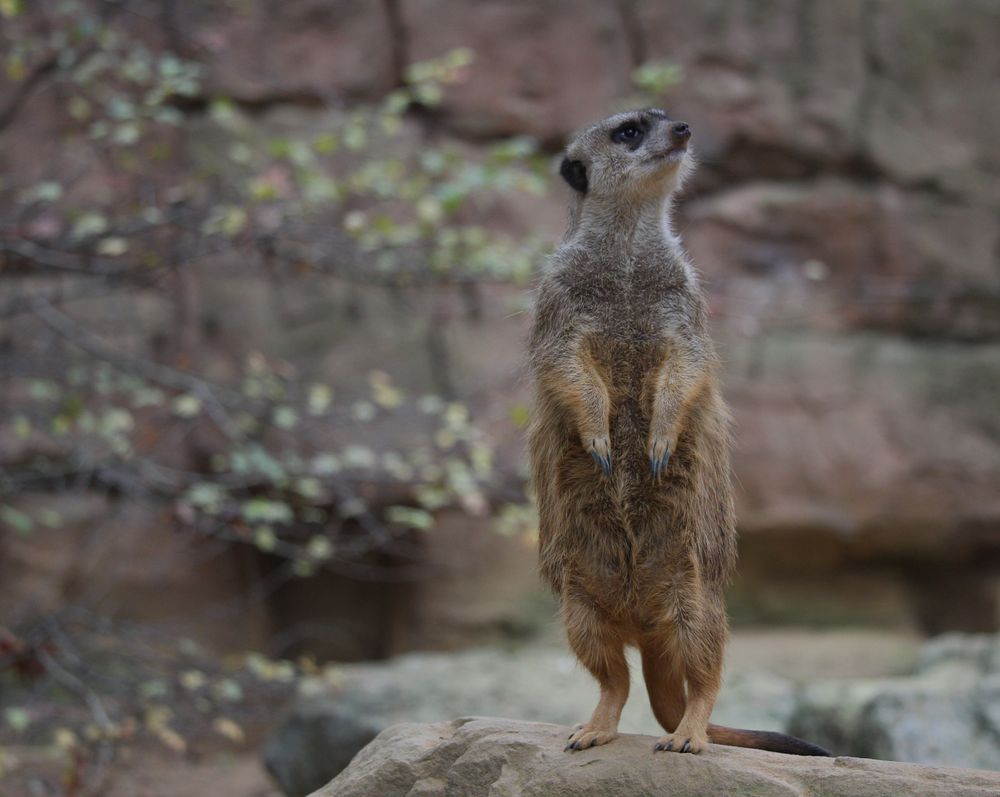 Was wäre ein Zoobesuch ohne Erdmännchen ...