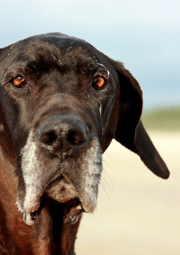 Was wäre eine Dogge ohne Sabber