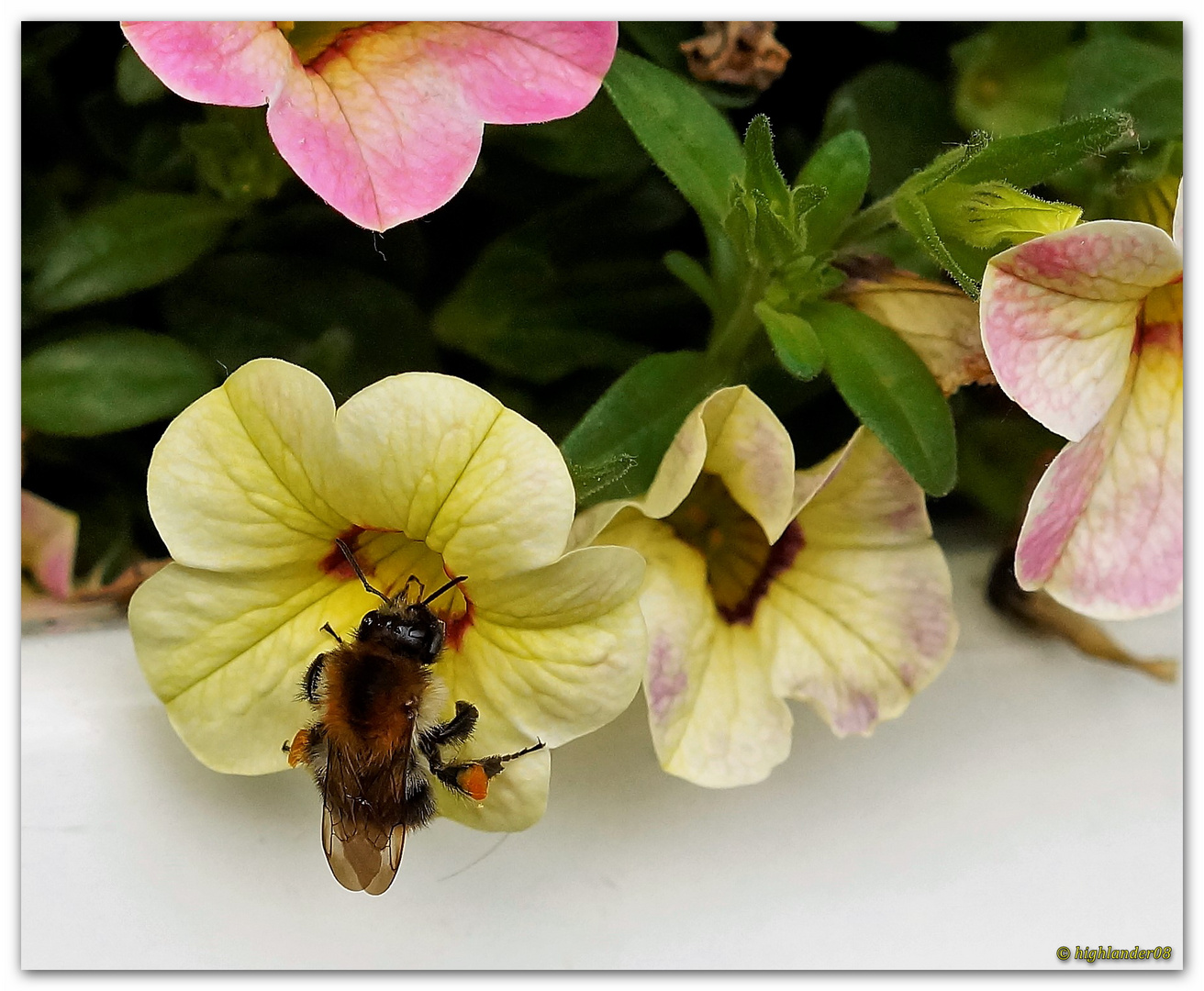 Was wäre wenn ?  (es keine Insekten mehr gäbe)