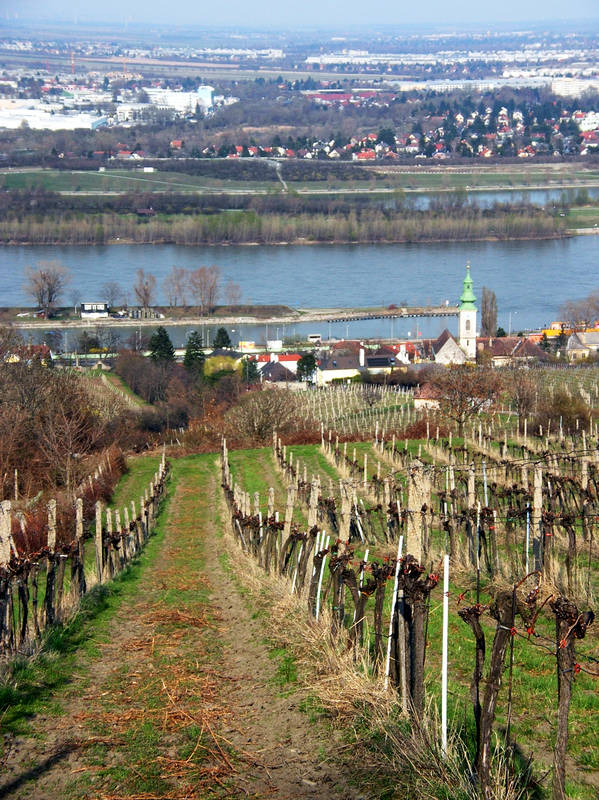 Was wäre Wien ohne wein