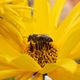 Was wren wir ohne die Bienen?