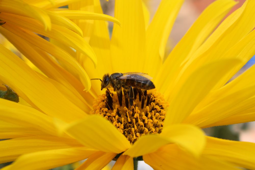 Was wären wir ohne die Bienen? von phänomenalex 