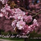 Was wären wir ohne die Farben des Frühlings...