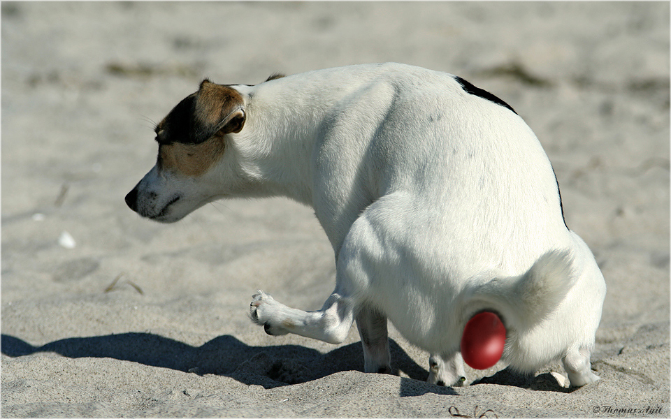 Was war zuerst, Hund oder Ei?