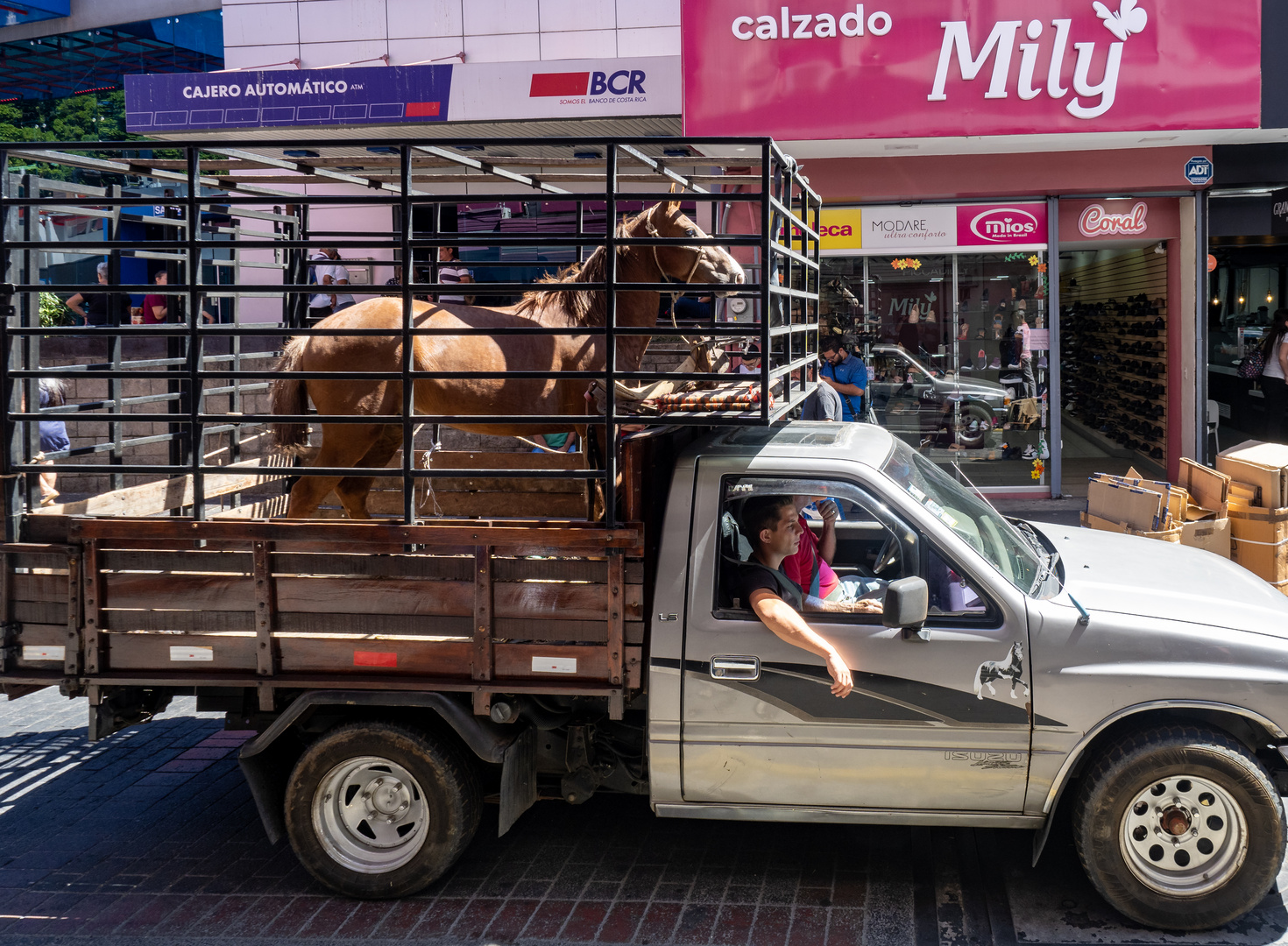 Was will das Pferd im Schuhladen?