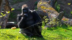 was will den der da mit dem großen Rohr?