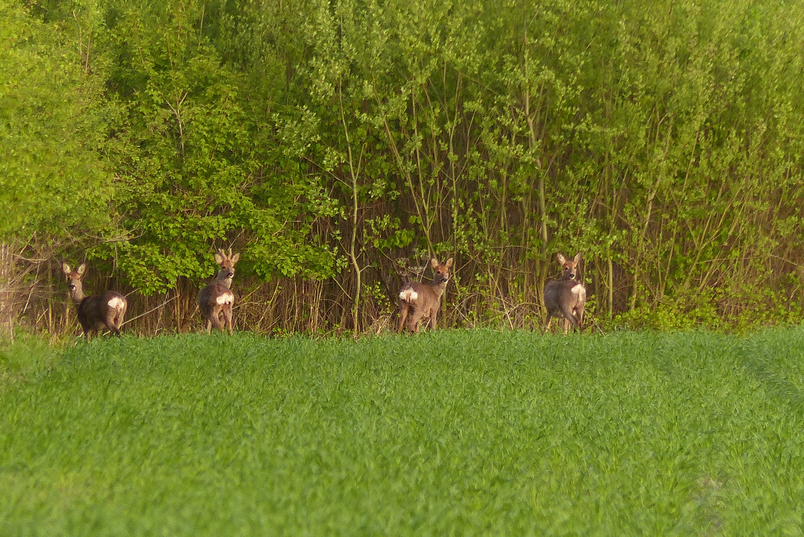 Was will der denn? 4 Rehe in der Hammer Lippeaue