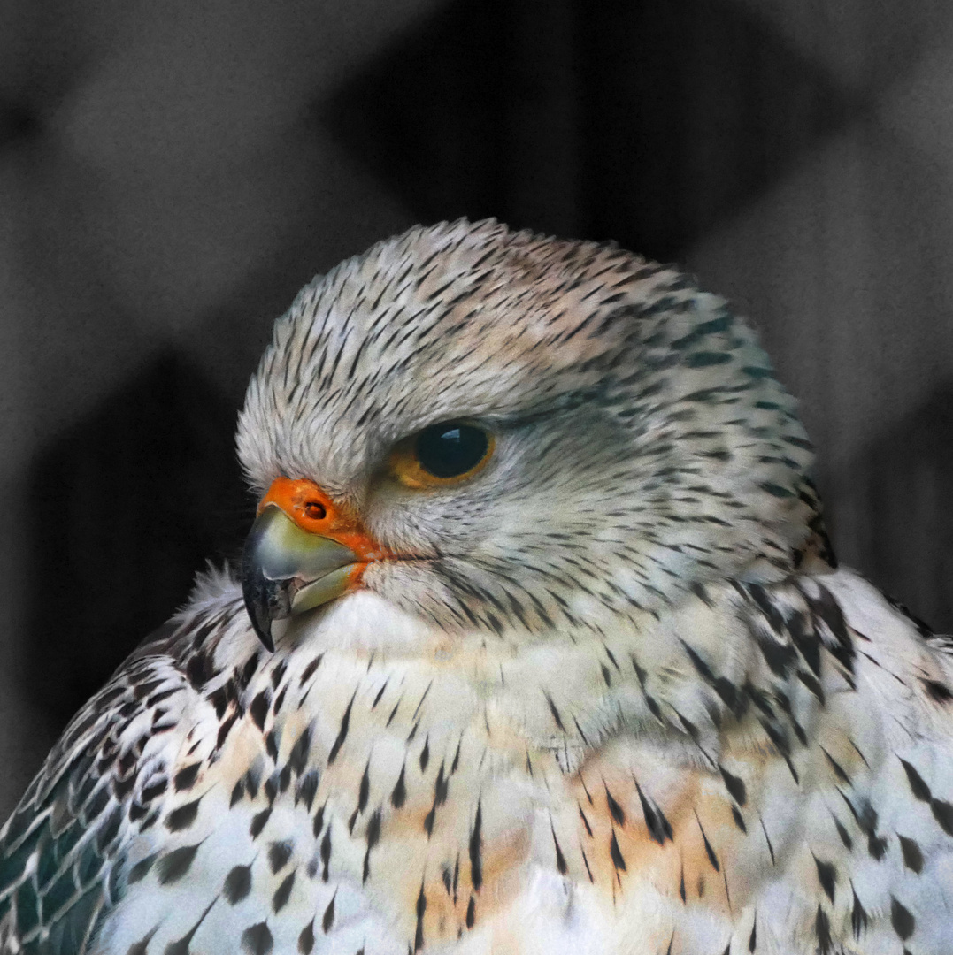 Was will der Fotograf