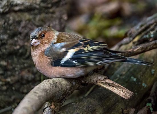 "WAS WILL DER SCHON WIEDER VON MIR"