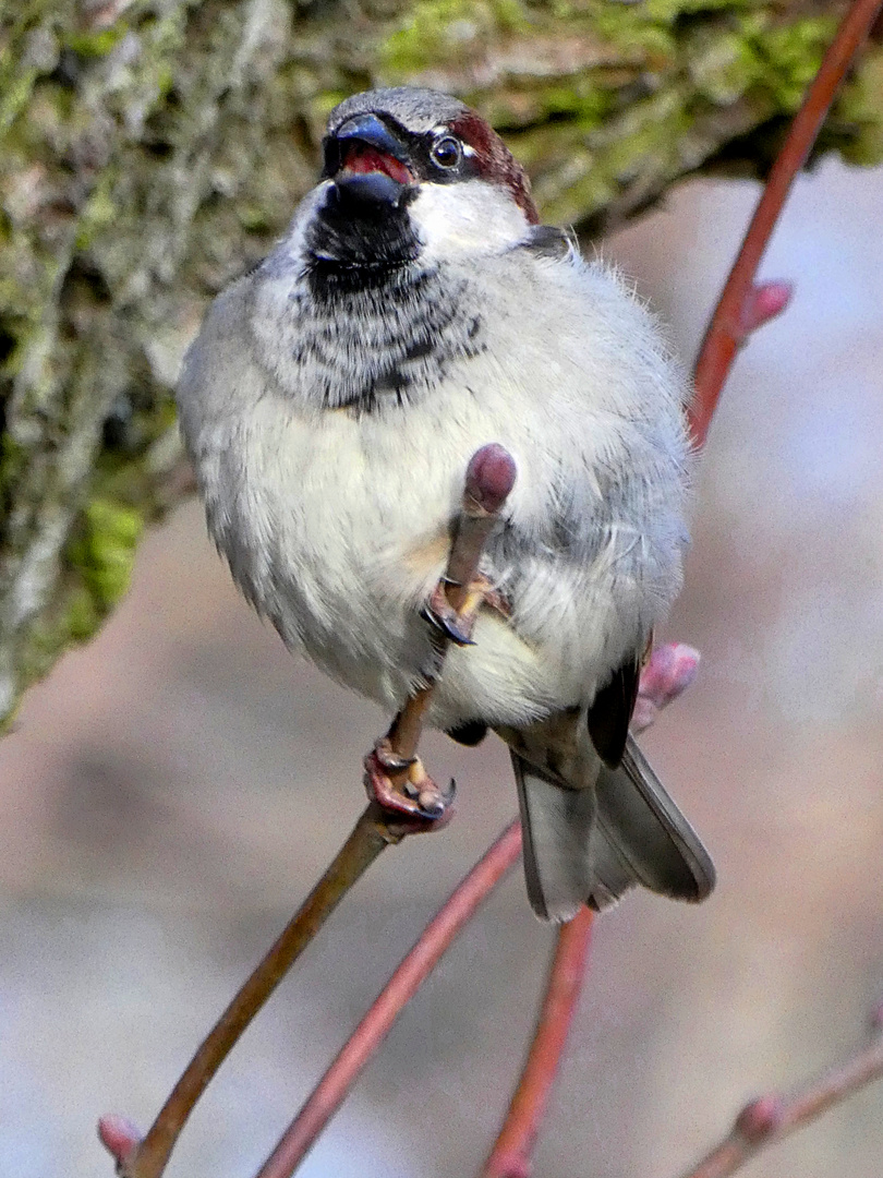 Was will der Spatz mir sagen? 