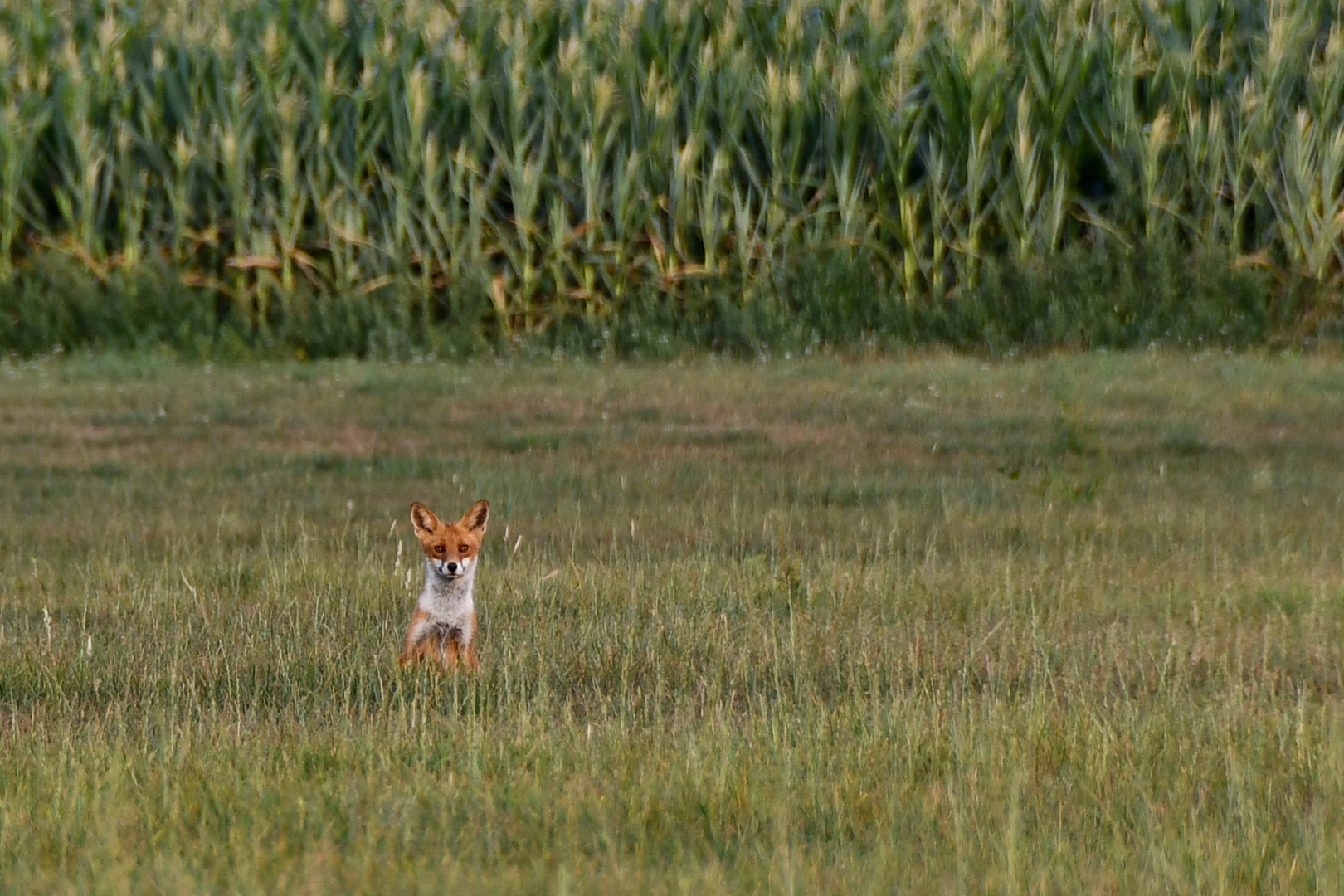 "Was will die auf meiner Wiese?"