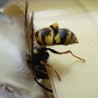 Was will die Biene an meinem Honig?!