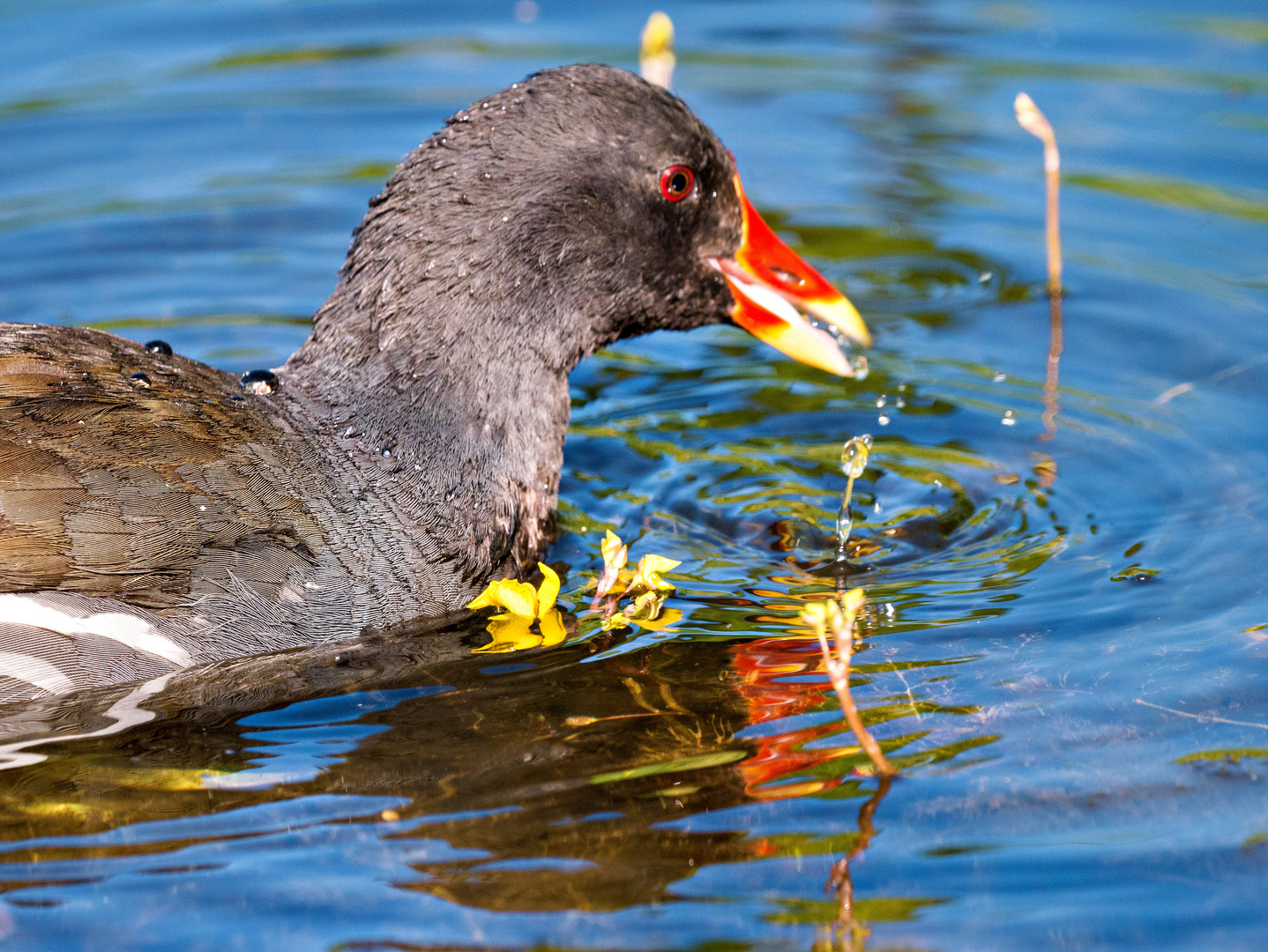 Was will ein Teich-Huhn mehr?...