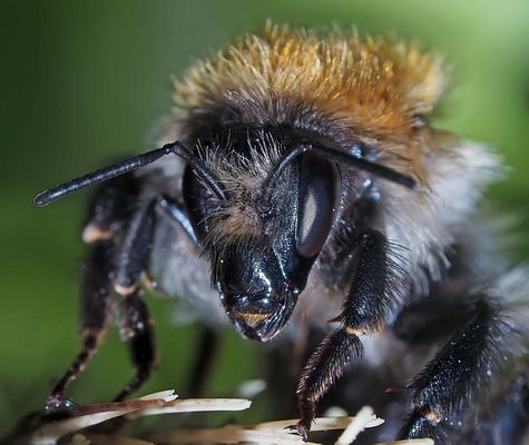 Was willst du? Ich bin noch am Schlafen!