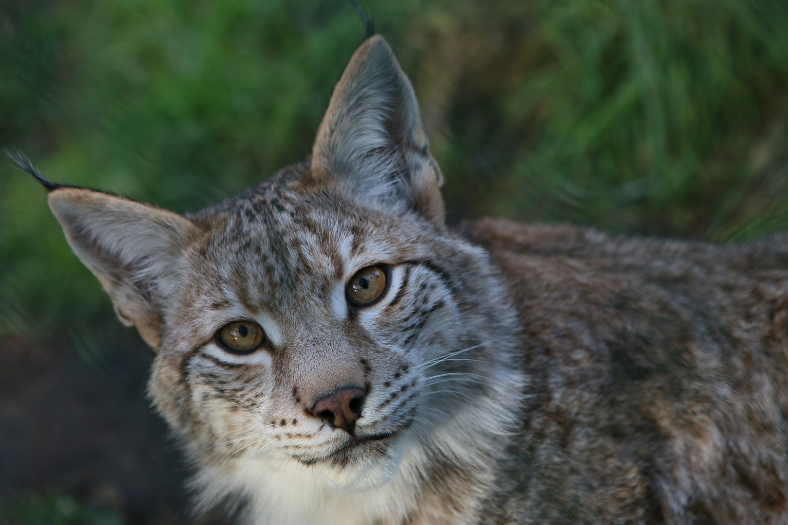 "Was willst du?" - Luchs ...´15