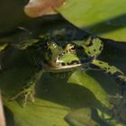 Was willst Du? Meine Froschschenkel sind tabu!