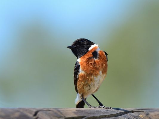 Was willst Du? What do you want? ¿Que quieres?