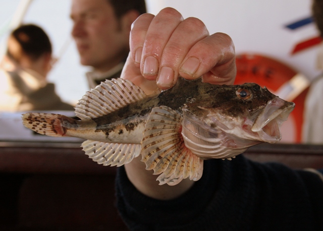 was wir so alles in der Nordsee haben ?