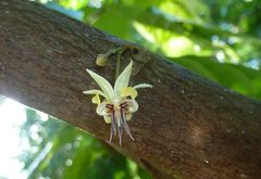 Was wird aus dieser Blüte???