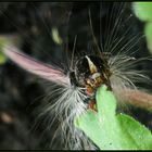 Was wird das wohl einmal für ein Schmetterling 