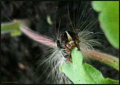 Was wird das wohl einmal für ein Schmetterling 