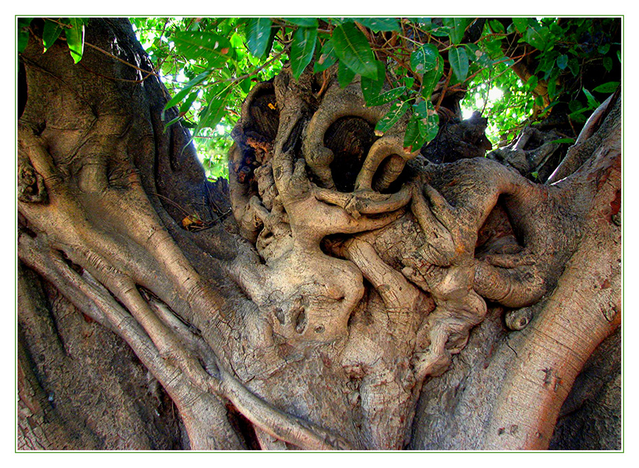 Was wohl der Baum erzählt ?