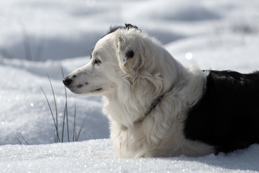 Was wohl die Mäuschen bei diesem Schnee machen?