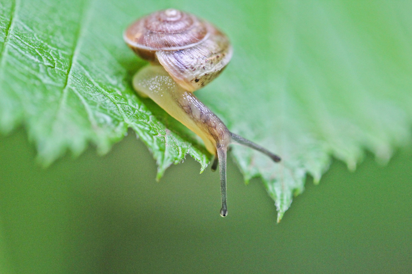 Was wohl unter dem Blatt ist?