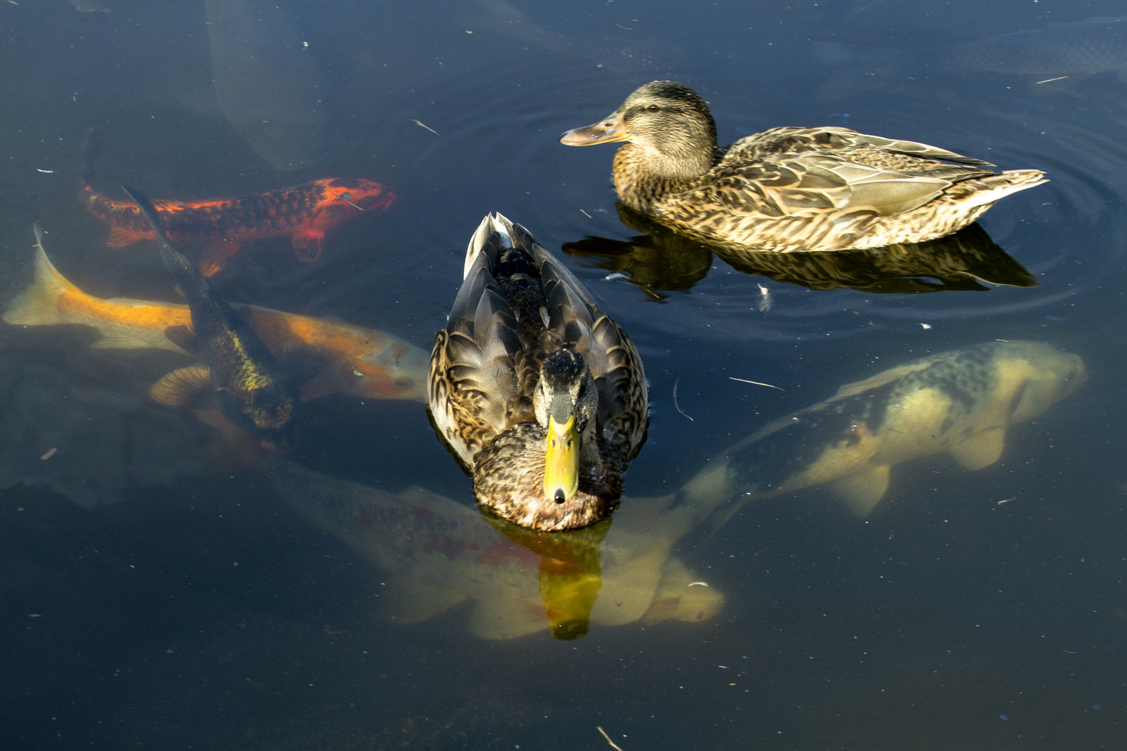 … was wollen die da unten …