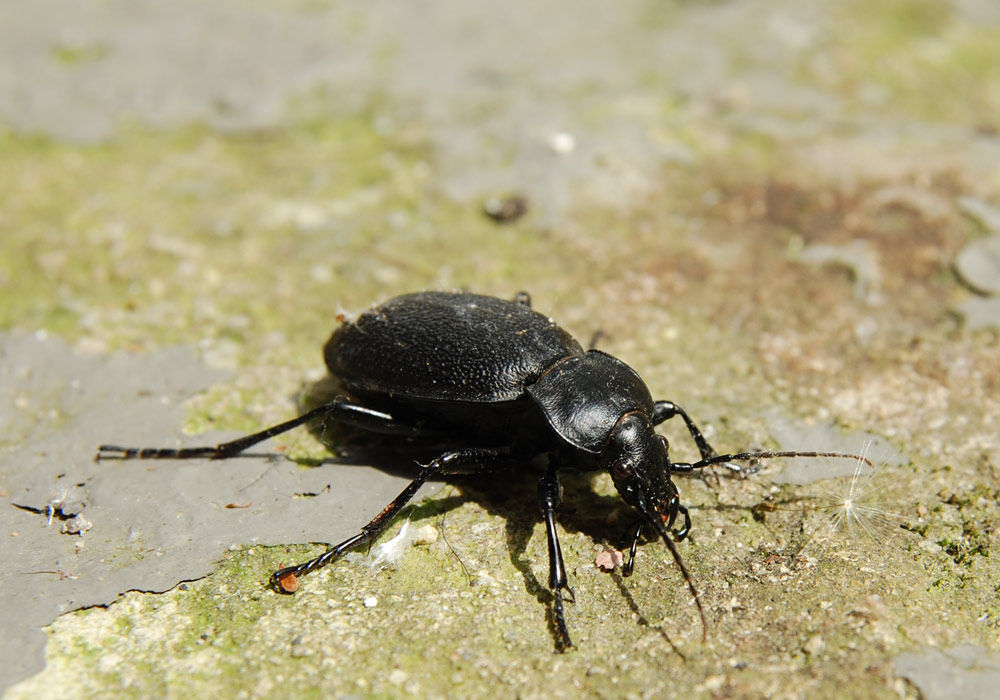 Was wollte denn dieser Lederlaufkäfer im Keller?