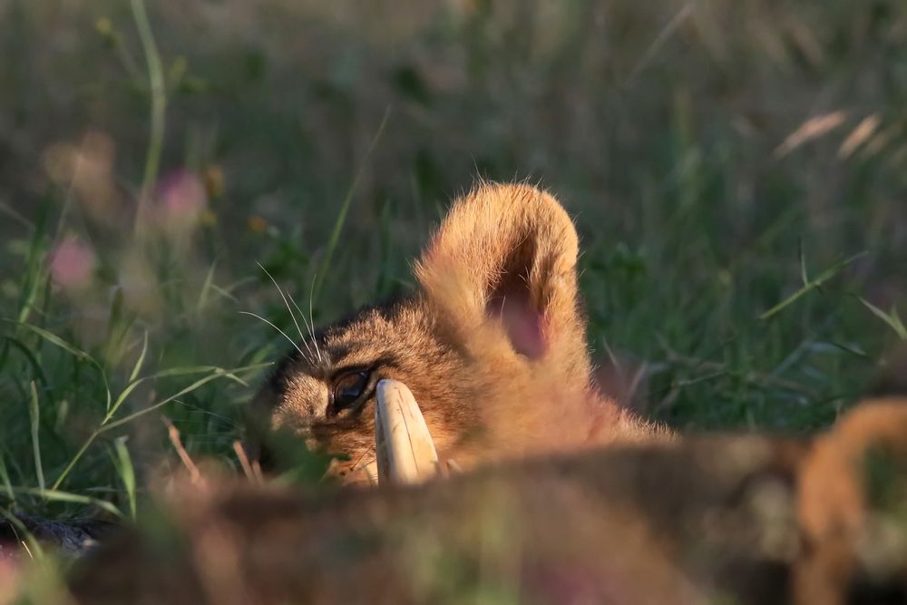 was zum knabbern Foto &amp; Bild | natur, katzen, afrika Bilder auf ...
