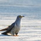 Was zum Kuckuck...läuft denn da? Kuckck -  (Cuculus canorus)