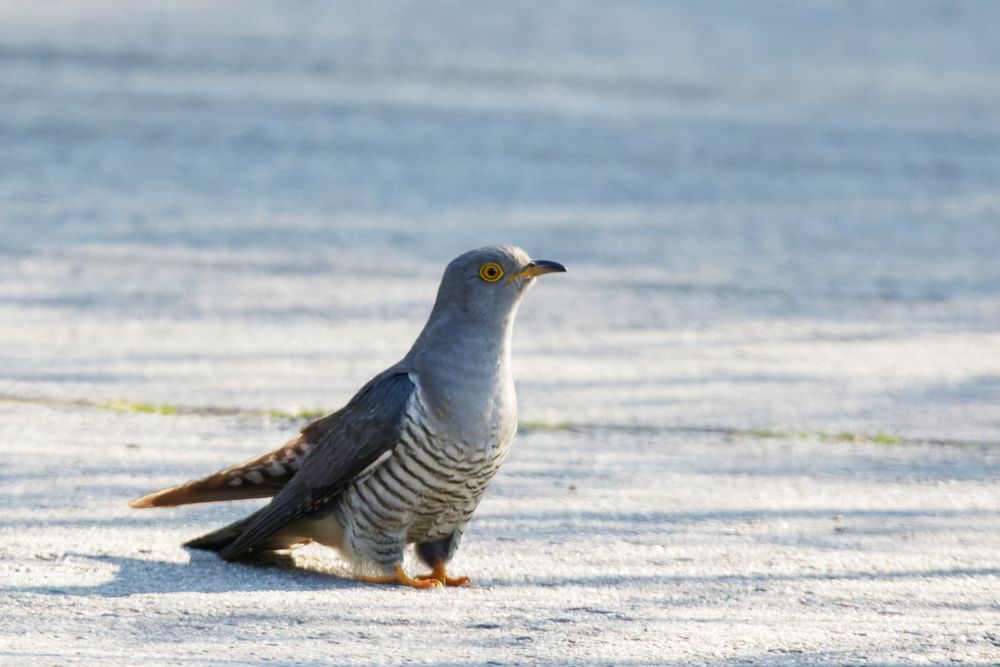 Was zum Kuckuck...läuft denn da? Kuckck -  (Cuculus canorus)