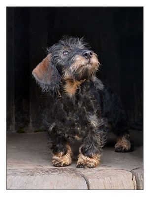 "Was zwitschert denn da oben im Baum?!"