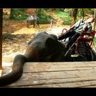 - Wasana Elephant Camp III -