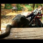 - Wasana Elephant Camp III -