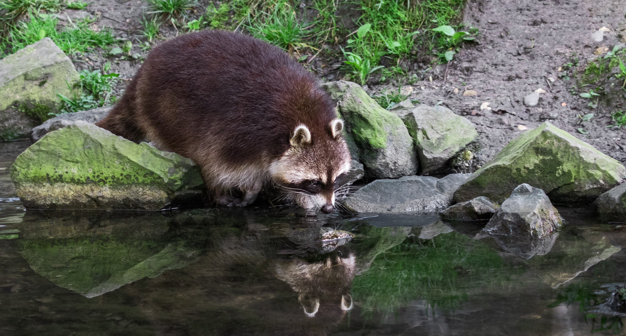 Waschbär 003