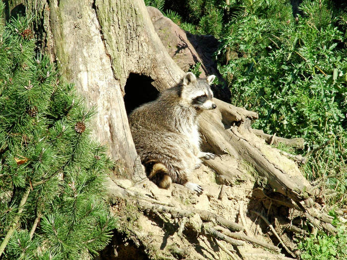 Waschbär 01