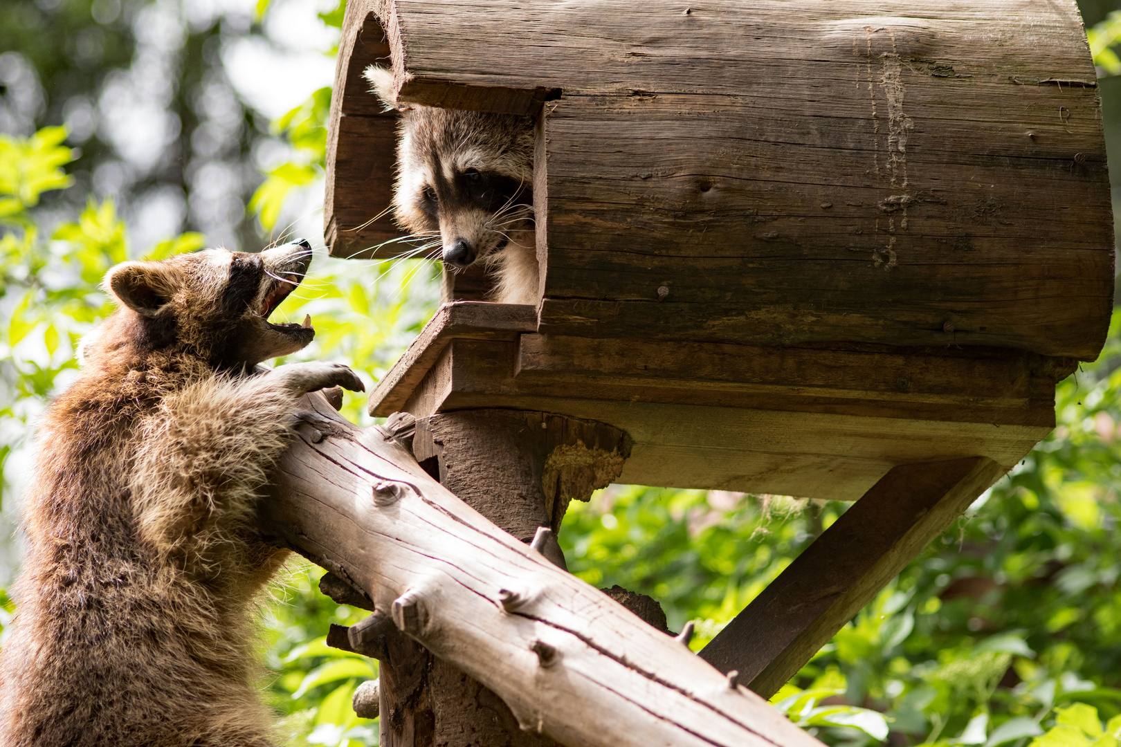 Waschbär