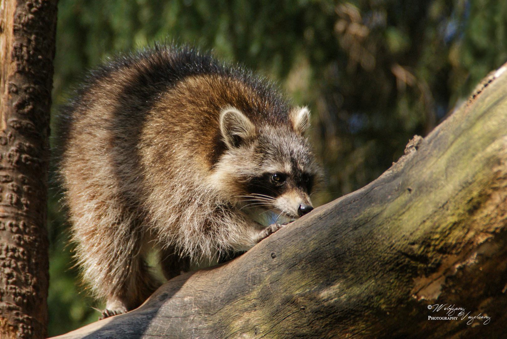 Waschbär