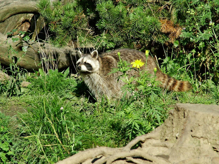 Waschbär 03